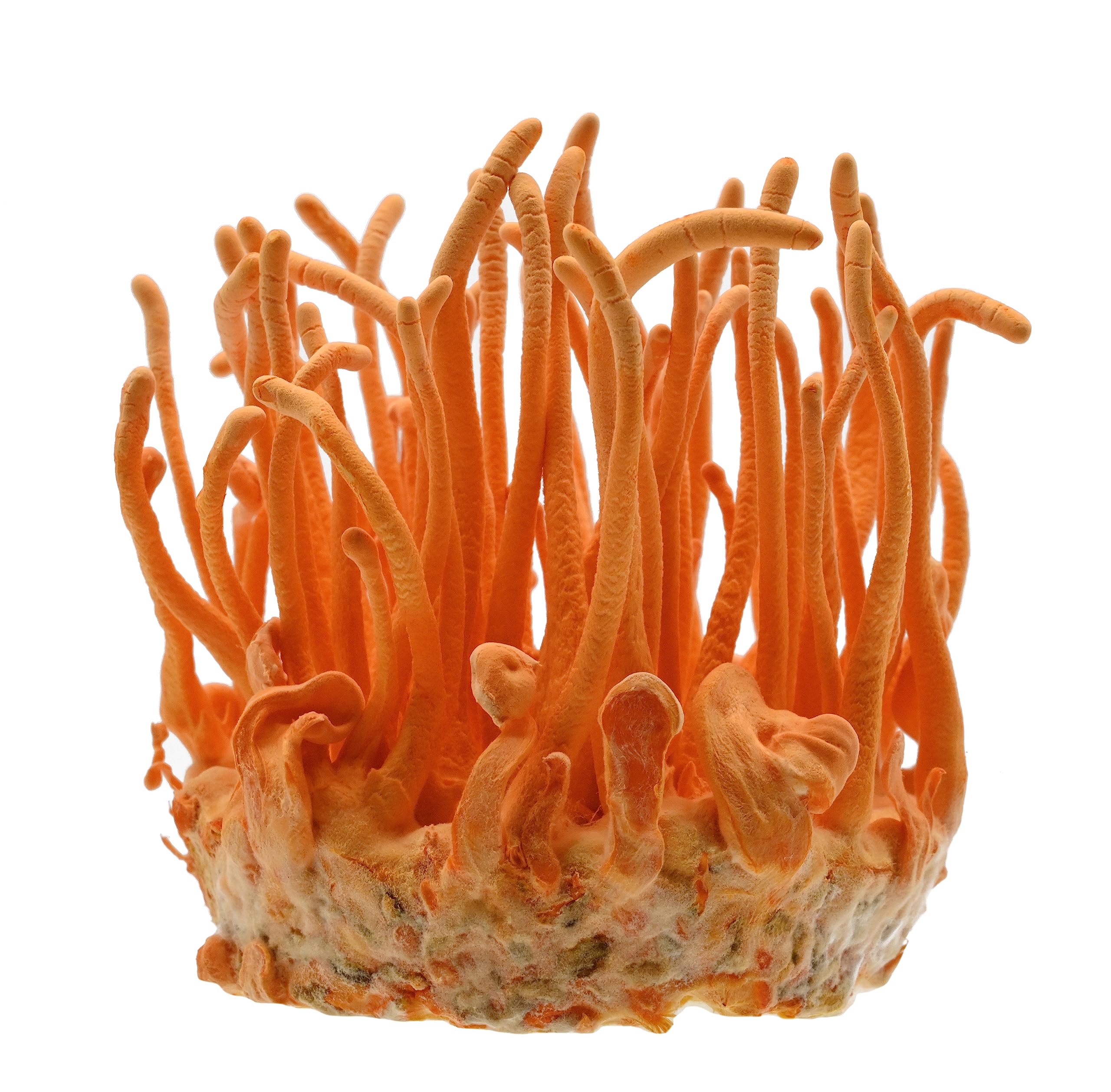 What Is Mushroom Coffee? Benefits, Ingredients, and Why People Are Switching