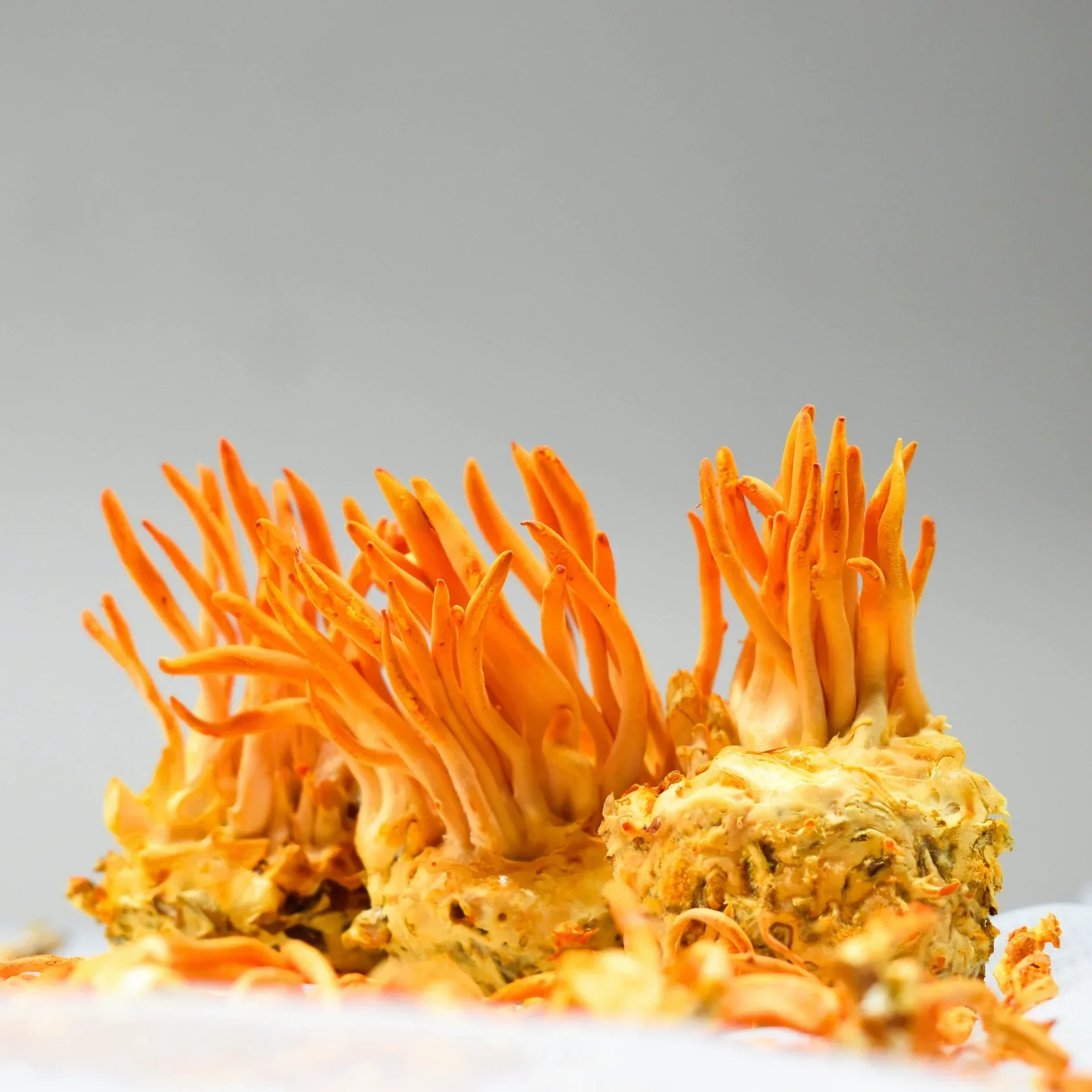 Cordyceps Mushroom Benefits and Why They’re in Our Good Time Health Earth Coffee and Tea