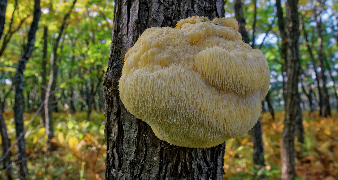 Functional Mushrooms Explained: History, Uses, and How to Add Them to Your Morning