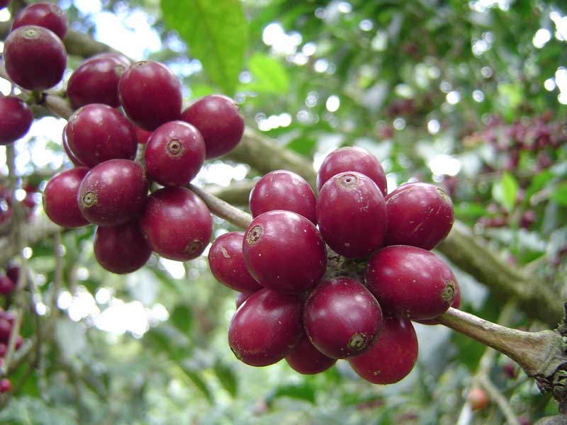 From Cherry to Cup: The Journey Behind Your Daily Good Time