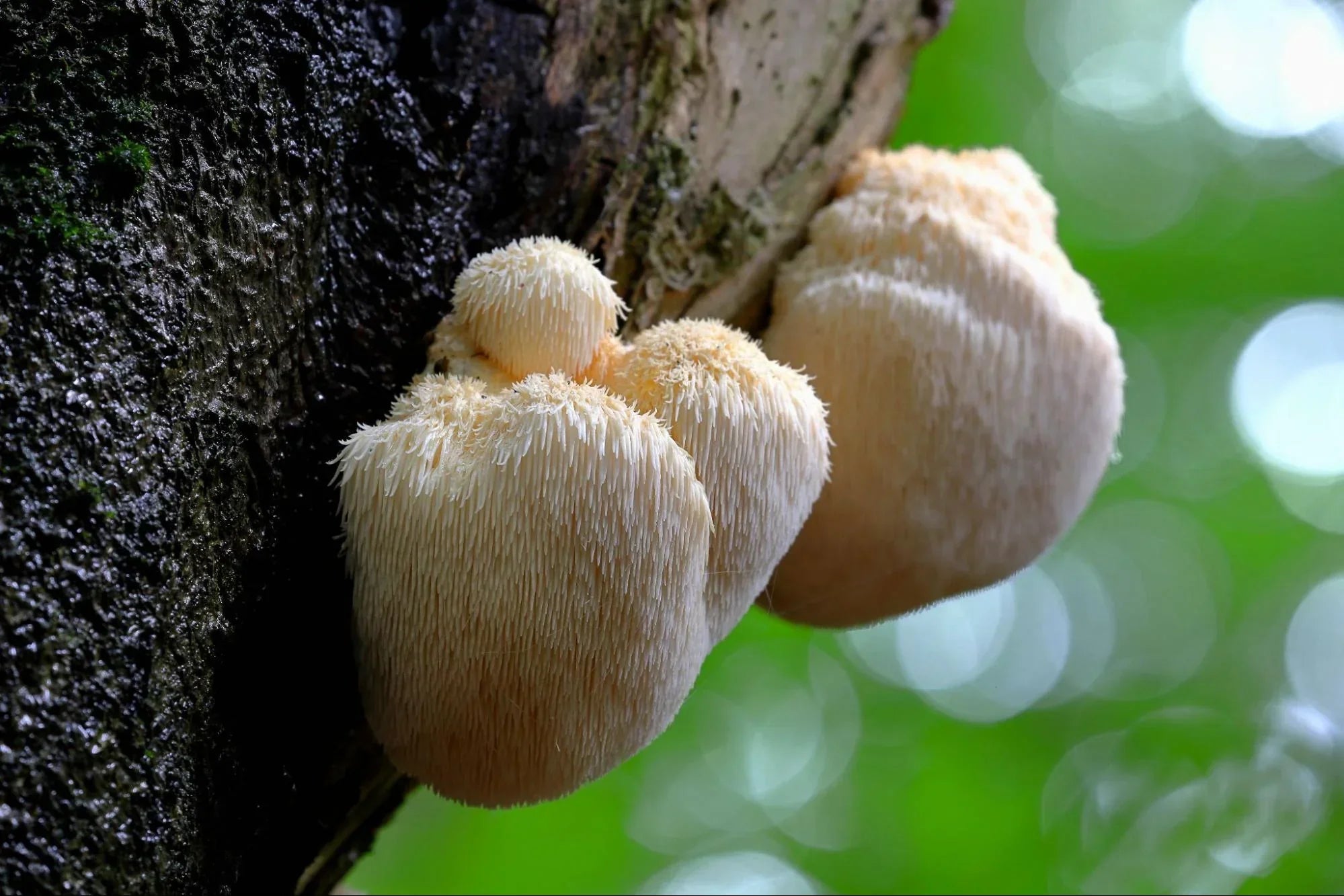 Lion’s Mane Mushroom Benefits