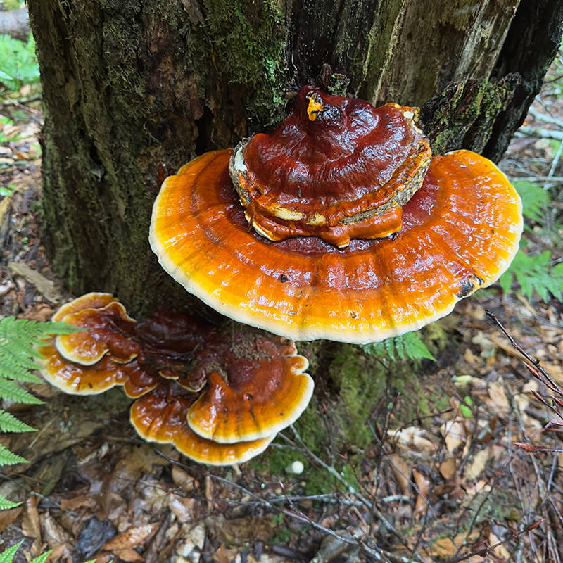 Reishi Mushroom Benefits (And Why It’s Different From Other Mushrooms)